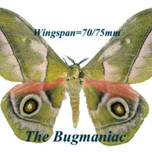 May include: A green and brown moth with a wingspan of 70/75mm. The moth has two large, round, yellow eyes with black outlines. The text "The Bugmaniac" is printed below the moth.