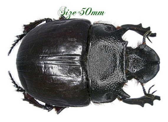 One Large Pair of the Dung Beetle Heliocopris Bucephalus From