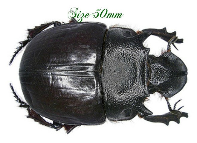 One Large Pair of the Dung Beetle Heliocopris Bucephalus From