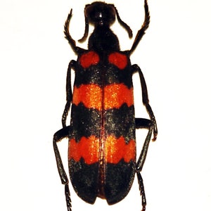 Pack of  two blister beetles Mylabris phalerata , for all your photography , jewelry and taxidermy art projects