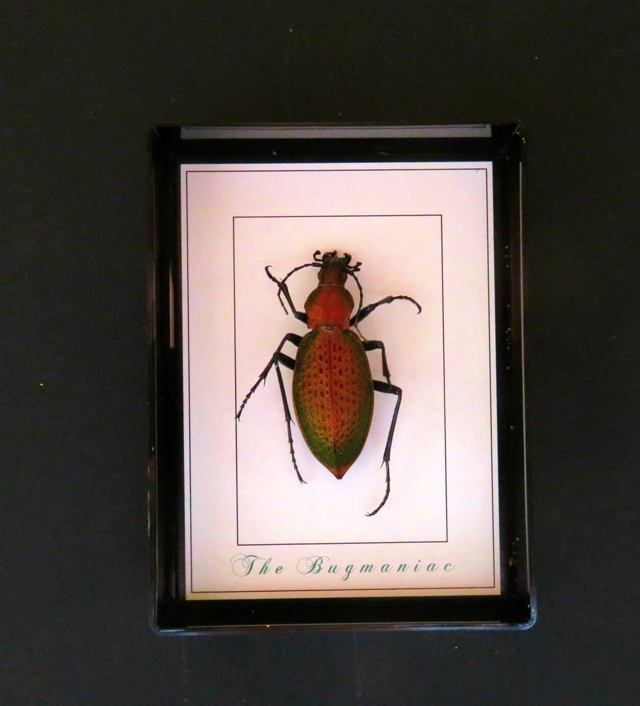 Fridge Taxidermy Real Insects One Fridge Etsy