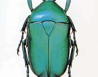 Hoplia Coerulea One Real Metallic Blue Scarab Beetle Unmounted