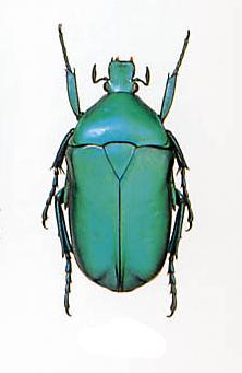 DeliciousTaylormade BeeAroundLil’BEEtle Pack of 2 Nice Flower Beetles Rhomborrhina Mellyi Diffusa