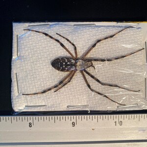 May include: A preserved spider with long legs and a black and white patterned abdomen, pinned to a white background.