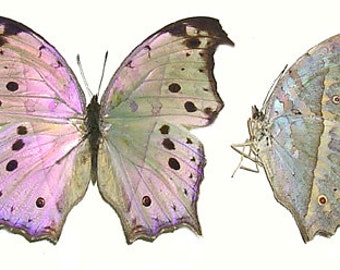 One pack of four  Salamis parhassus  for all your taxidermy art projects a1 to aa-