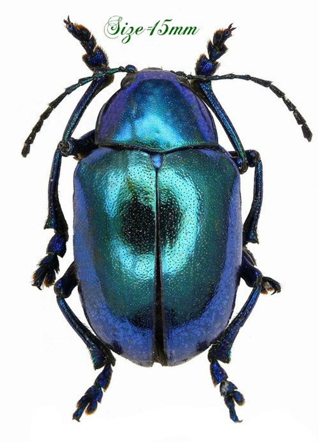 Pack of 5 Beetles Blue Eumolpus Beetles , Chrysomelidae Aa