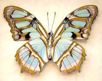 Pack of  two butterflies malachite butterflies Victorina ( sipoetra ) stelenes , closed wings aa- quality, for your taxidermy art projects