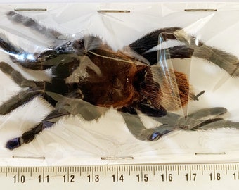 One impressive black velvet tarantula acanthoscurria insubtilis from Peru, unmounted , for all your art projects