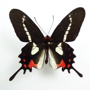Collectors item : One pair male and female swallowtail butterflies parides agavus , wings closed A1  to aa-  quality,