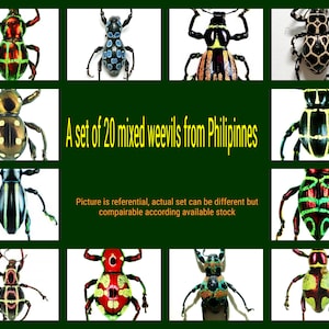 May include: A set of 20 mixed weevils from the Philippines. The weevils are brightly colored with green, red, black, yellow, and white markings. The image shows a variety of weevils, each with unique patterns and colors. "A set of 20 mixed weevils from Philipines. Picture is referential, actual set can be different but compairable according available stock"