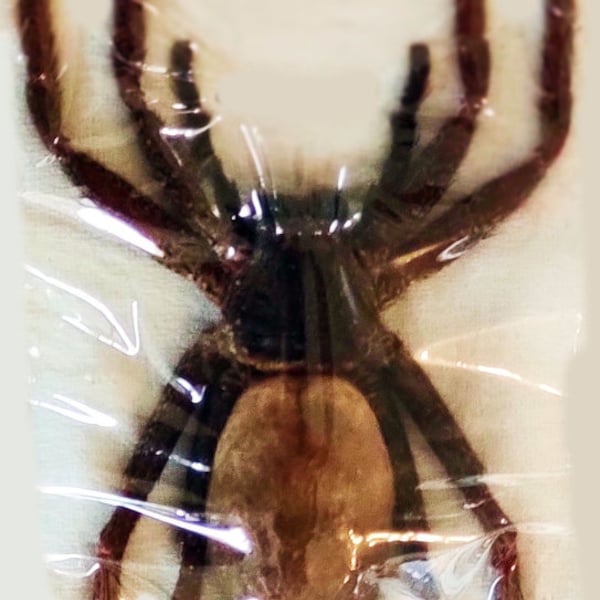 A very nice spider from Java, heteropoda tetrica  , 45/70  SPREAD, for all your taxidermy art projects