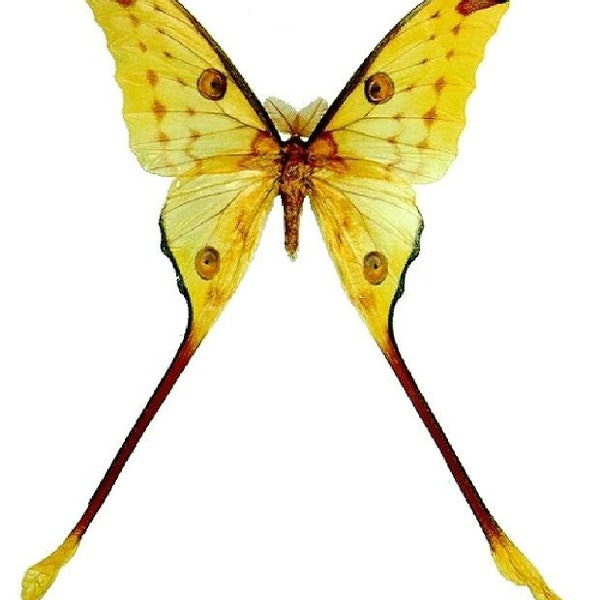 Pack of two MALES of  the moon moth  argema mittrei aa-,closed wings , for all your taxidermy art projects  ,
