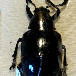 Könnte beinhalten: Ein schwarzer Käfer mit langen Beinen und einem glänzenden, irisierenden Außenskelett. Der Käfer ist auf einem weißen Hintergrund montiert.