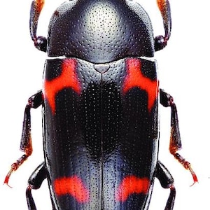Pack of 4 nice erotylidae beetle Microsternus pengzhongi from China 15mm ,for all your taxidermy and photography art projects