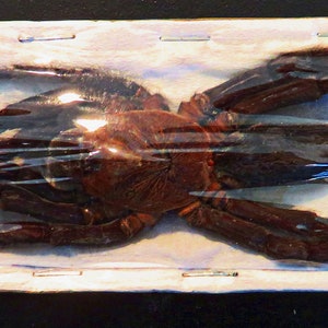 One impressive and uncommon tarantula Orphnaecus dichromatus from Indonesia, unmounted , for all your art projects
