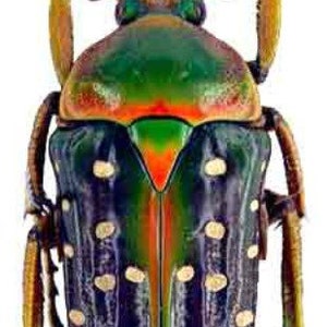 Peut inclure: Gros plan sur un scarabée coloré avec une carapace irisée verte, rouge et bleue. Le scarabée a des points blancs sur sa carapace et de longues pattes jaunes.