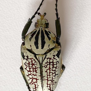 Puede incluir: Imagen detallada de un gran escarabajo con caparazón color crema. El caparazón presenta rayas negras y un patrón moteado rojo y blanco. El escarabajo tiene antenas largas y curvas sobre un fondo blanco.