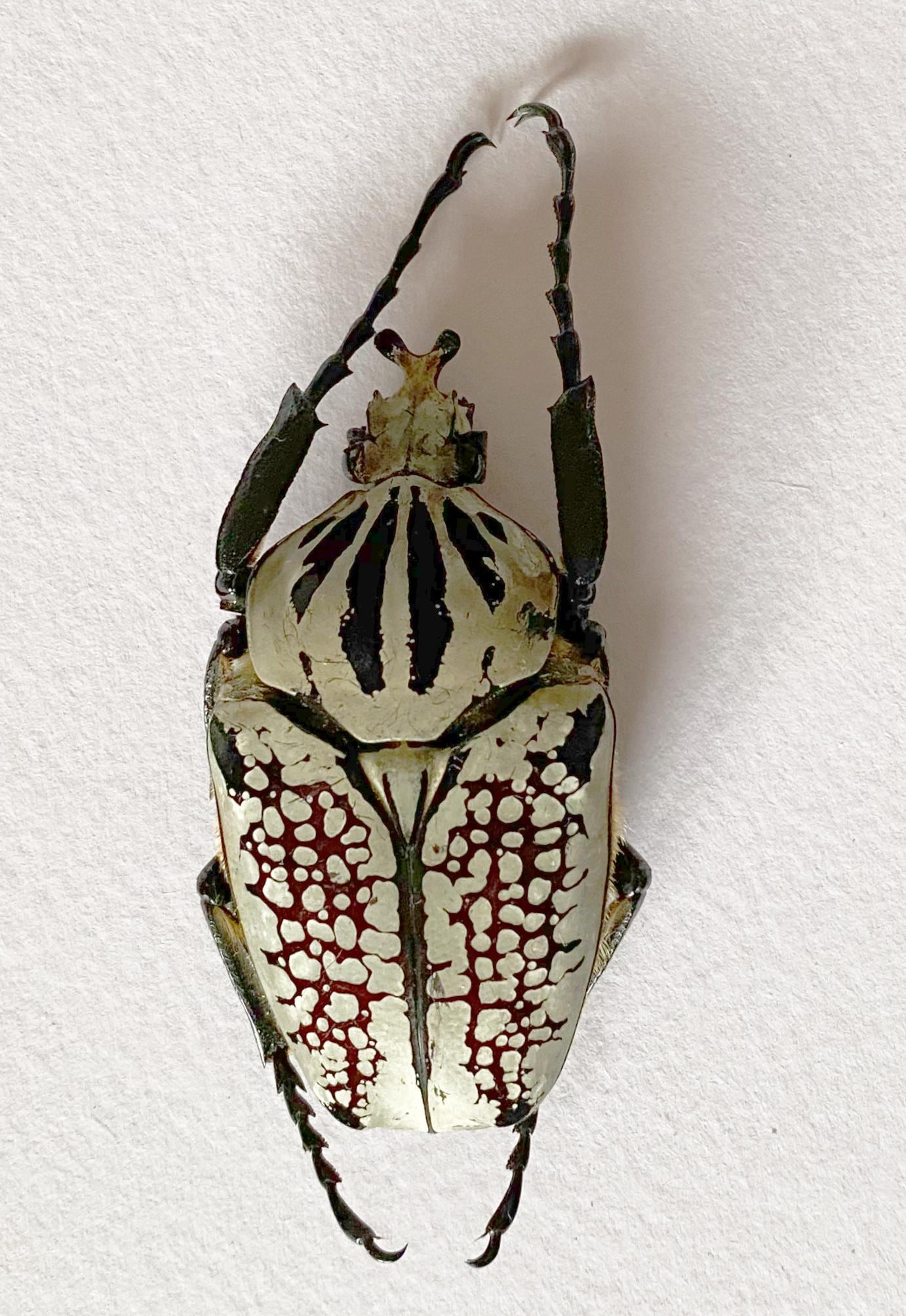 Goliathus orientalis - Etsy 日本