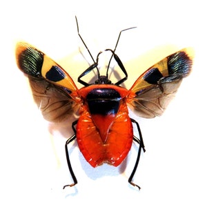 Pack of 3 Man-faced stink bug Catacanthus punctus with OPEN wings from Indonesia , for all your taxidermy art projects image 1