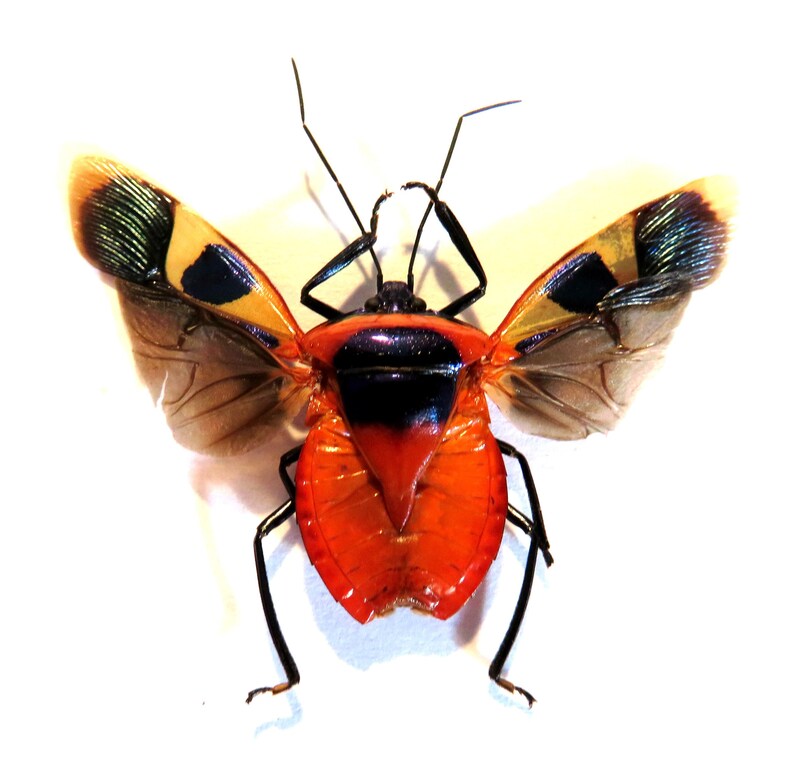 Pack of 3 Man-faced stink bug Catacanthus punctus with OPEN wings from Indonesia , for all your taxidermy art projects image 1