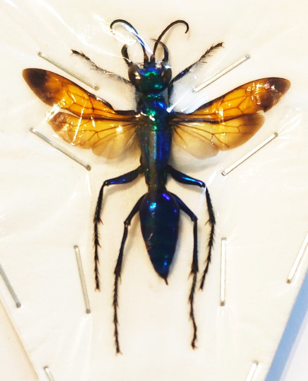 A Fantastic and Rare Hymenoptera Chlorion Lobatum Open Wing A1/aa