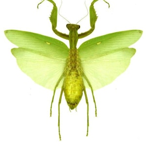 May include: A green praying mantis with large, translucent wings. The mantis is posed with its wings spread out, showing the intricate details of its body.