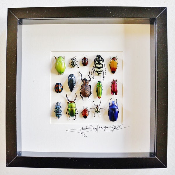 Shadow box with real insects : Taxidermy frame with mounted insects and beetles
