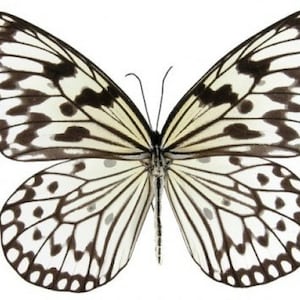 Pack of 3 large rice wing butterflies  Idea leuconoe leuconoe folded for all your taxidermy art projects