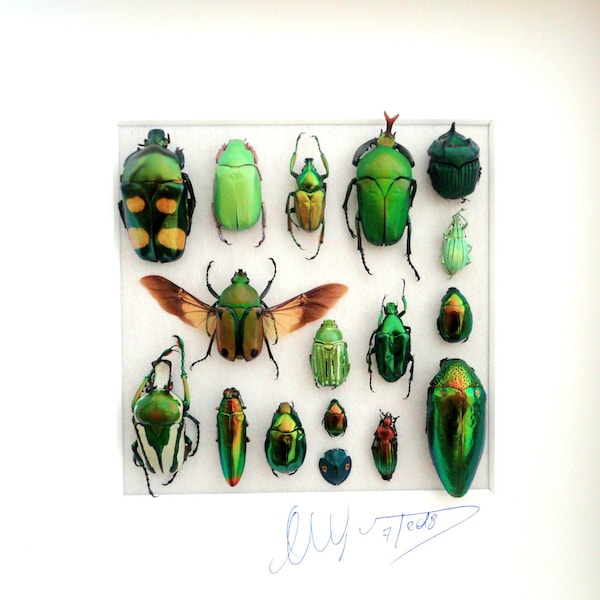 Shadowbox with real insects : Wooden frame with mounted insects , fifty shades of green