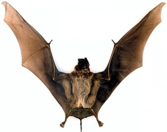 An impressive and large bat with open wings otomops formosus for all your taxidermy art projects, a1  ALREADY SPREAD