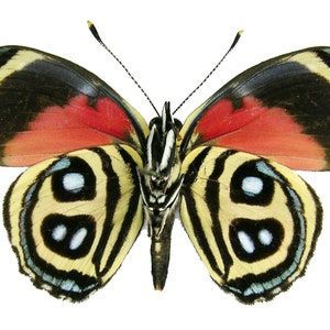Pack of 3 butterflies Paulogramma peristera ws 40mm folded for all your atxidermy art projects , a1 , x
