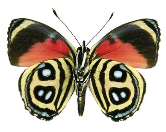 Pack of 3 butterflies Paulogramma peristera ws 40mm folded for all your atxidermy art projects , a1 , x