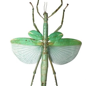 May include: A green stick insect with large, delicate wings. The insect has long, thin legs and a slender body.