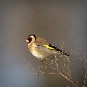 Pack of 3 great luxury gift , birthday or greetings card & envelope with real photos of birds and other wildlife taken by myself