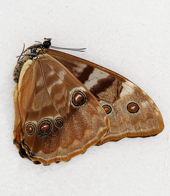 Collectors Item : One Rare Female Morpho Aurora Aureola Aa