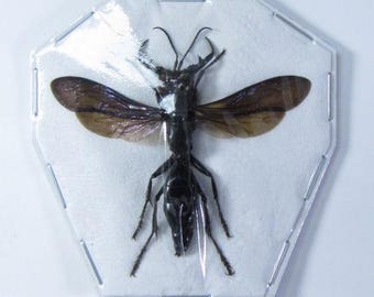 Collectors Item : One Exceptional Wasp With Horn Megalara Garuda
