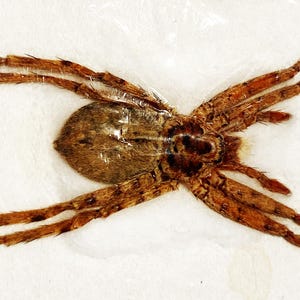 May include: A brown spider with long legs, preserved and mounted on a white background.