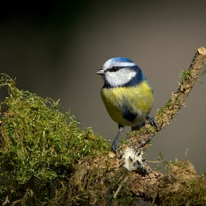 Pack of 3 great luxury gift , birthday or greetings card & envelope with real photos of birds and other wildlife taken by myself