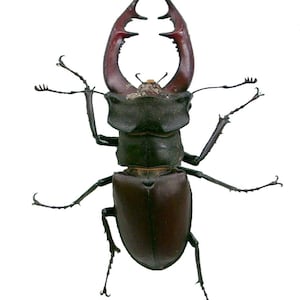 One  large stagbeetle Lucanus cervus 65/67mm A1 for all your taxidermy art projects