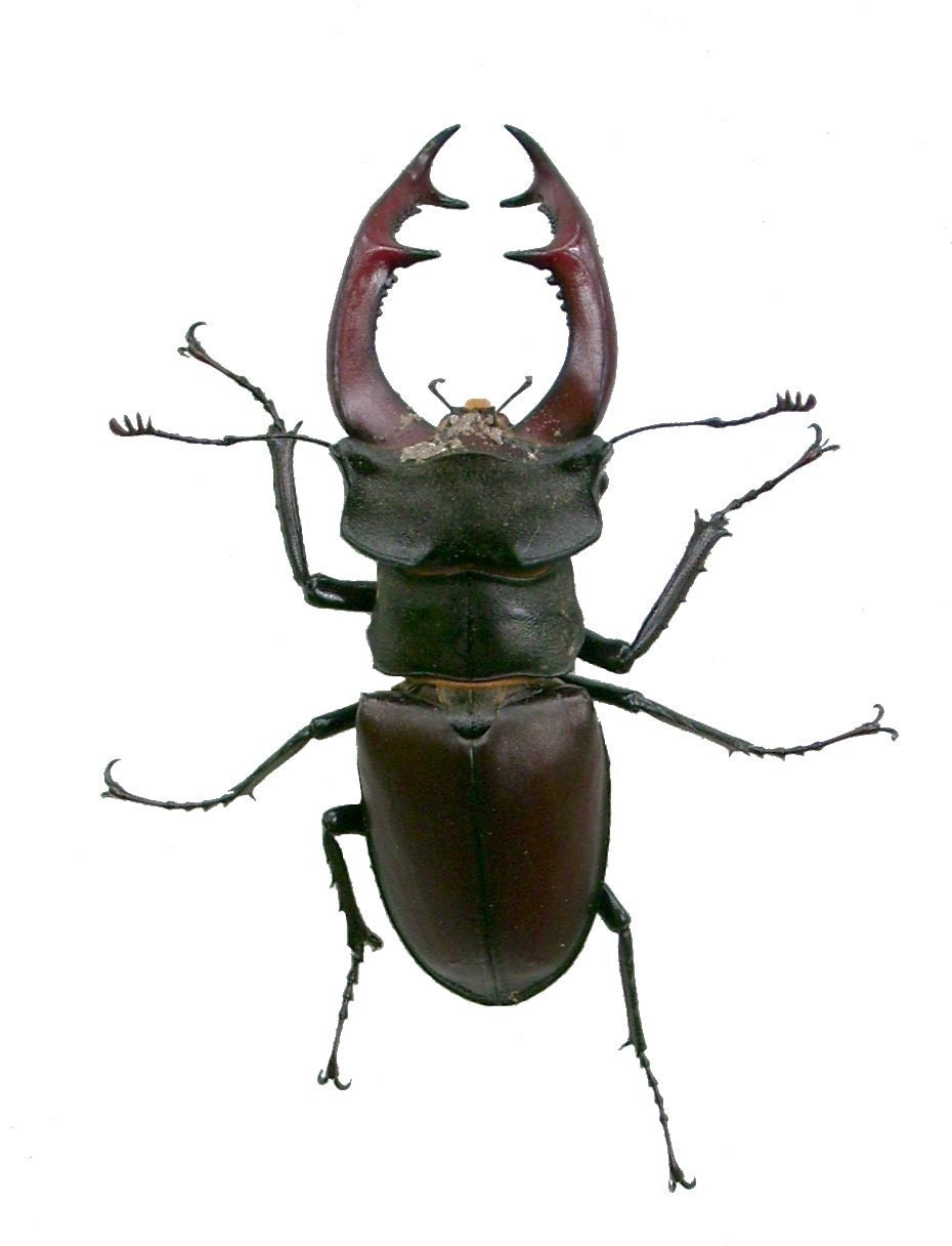 Buy Lucanus Cervus Online In India - Etsy India