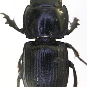 Puede incluir: Un escarabajo negro con antenas largas y un exoesqueleto brillante y liso. El escarabajo se ve desde arriba, mostrando su lado dorsal.