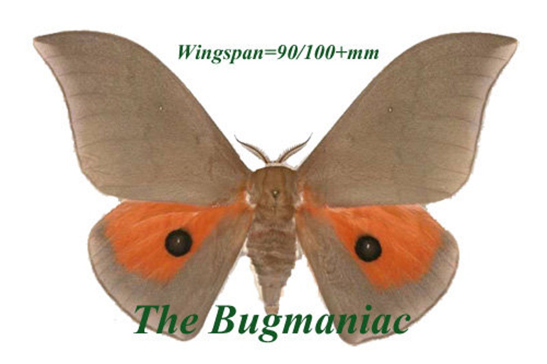 One Fantastic Silk Moth From Togo Pseudobunaea Irius Male Wings Closed ...