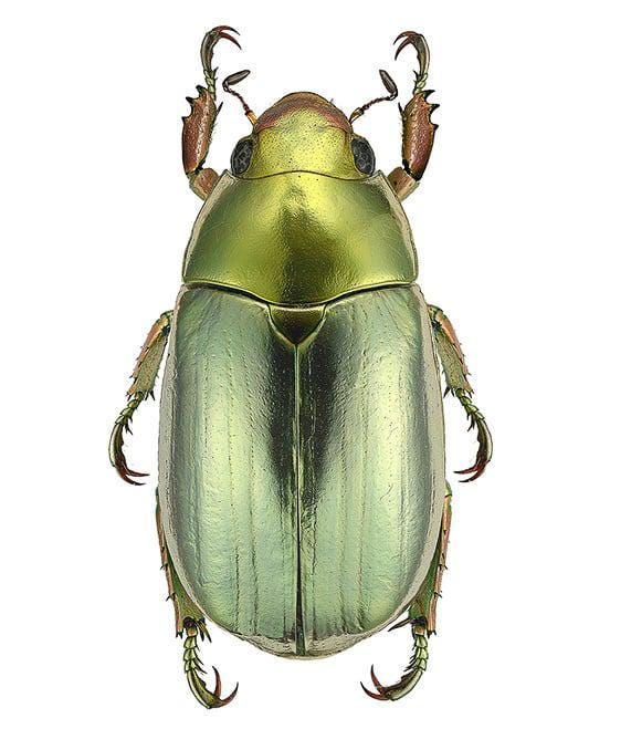 標本 chrysina argentina 初売り】 Chrysina argenteola · iNaturalist 標本 - 標本