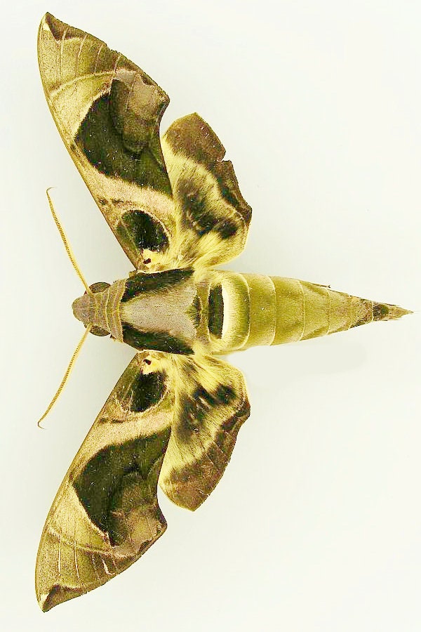 Sphingidae Wing Pack of 2 Hawkmoth Daphnis Hypothous From Philipinnes, Sphingidae, With ...