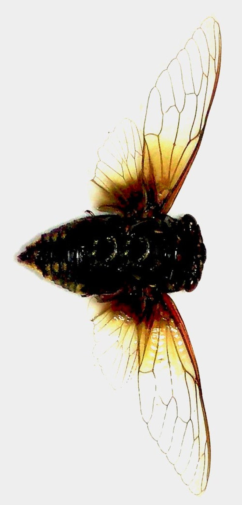 for all your taxidermy art projects FREE SHIPPING Pack of 2 beautiful cicadas Cryptotympana mandarina with spread wings