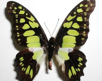 Pack of 2 swallowtail  Graphium tyndareus ,wings closed A1 /aa- quality, for all your taxidermy art projects