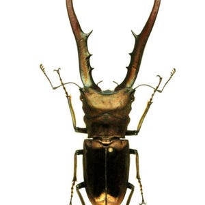 Puede incluir: Ilustración detallada de un escarabajo ciervo, mostrando sus grandes mandíbulas curvas y su cuerpo segmentado. El exoesqueleto del escarabajo es una mezcla de marrón oscuro y dorado, con detalles intrincados.
