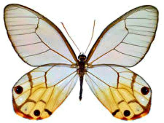 Haetera piera-Male UNMOUNTED butterfly 
