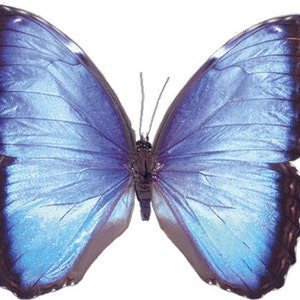May include: A close-up image of a butterfly with large, open wings. The wings are primarily light blue with darker blue and black edges. The butterfly's body is dark brown, and its antennae are visible. The wings have a textured appearance.