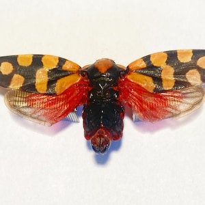 Op de afbeelding: Een bewaard insectenexemplaar met oranje en zwart gekleurde vleugels en een rood achterlijf. De vleugels hebben een semi-transparante kwaliteit en het insect is gecentreerd op een witte achtergrond. Het lichaam van het insect is zwart.